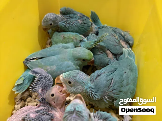 اجمل تشكيله ببغاء دره بلو وتركواز بلو واخضر احجام ممتازه لهواه الببغاوات المتكلمه الاليفه جدا