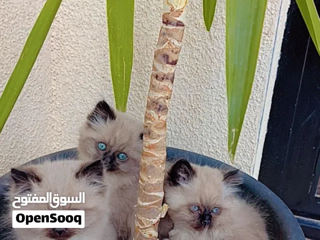 شوكلت هيمالايا