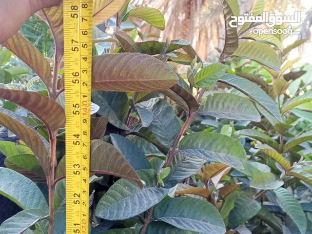 رويال بالم ومثمر وزرينه وظلي