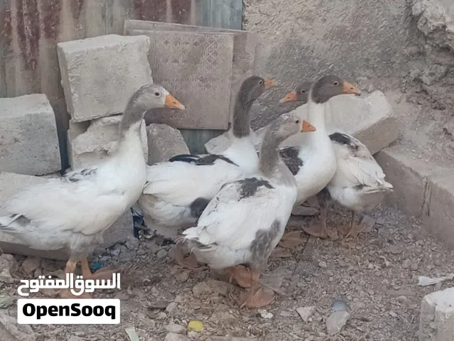 اوز وارانب نخب للبيع او للبدل