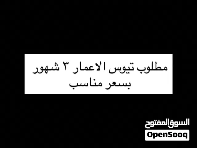 مطلوب تيوس للبيع بسعر مناسب