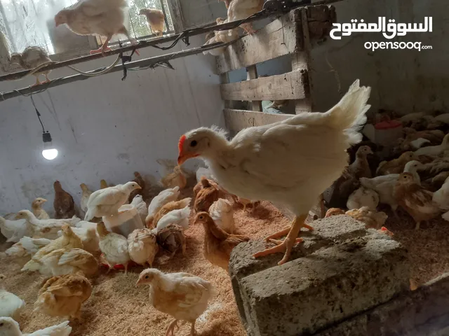 صوص لوهمن براون البزره الاصليه