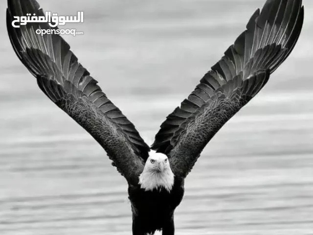 محمد جبر