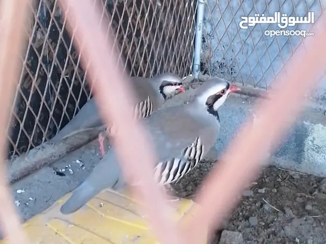 زوج حجل منتج