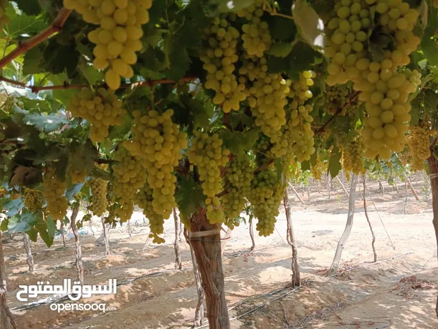 المصري لتكعيبات العنب والمانجا والصوب الزراعيه