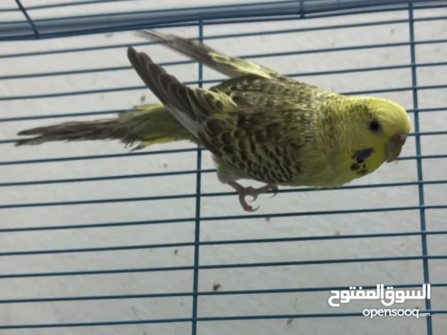 بيعة سريعة