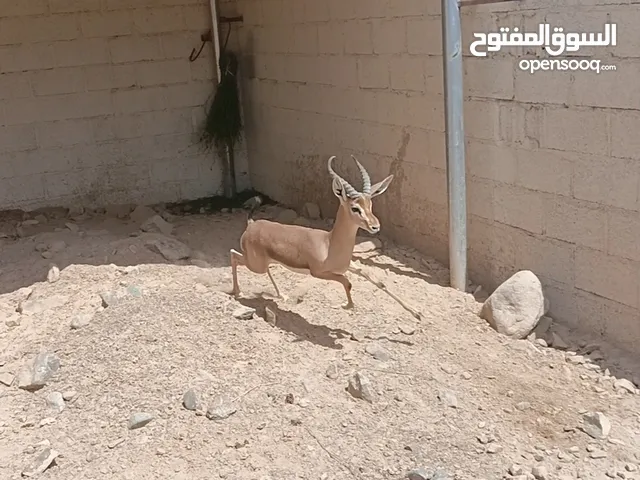 ذكر غزال ديماني غير اليف