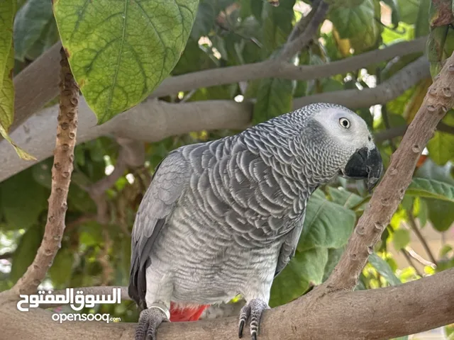 كاسكو بصحة ممتازة مع القفص