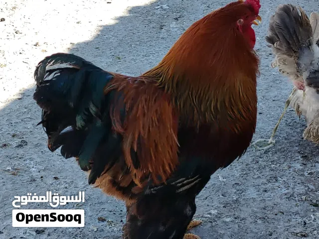 ديك براهما