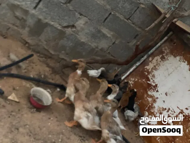 بط زينه ربي يبارك المكان ورشفانه الزهراء