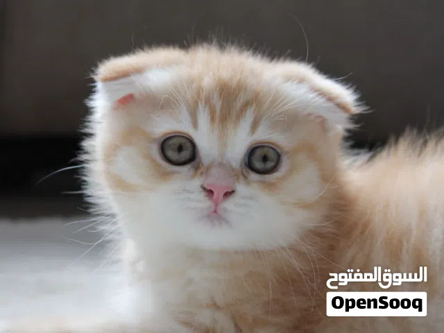 ذكر سكوتش فولد للبيع