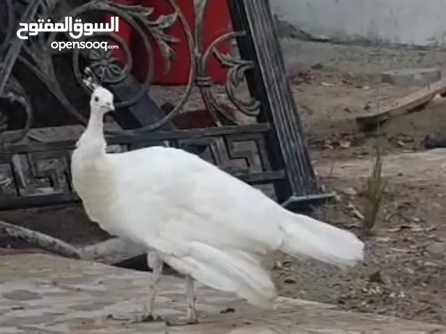 طاوس انثى لون ابيض