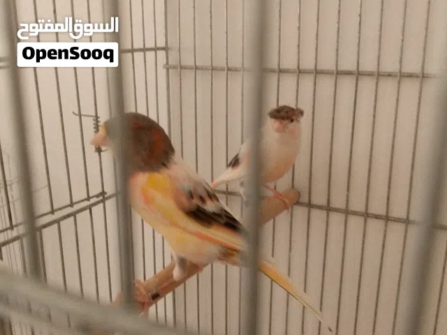 كوبية كناري مهرج للبيع