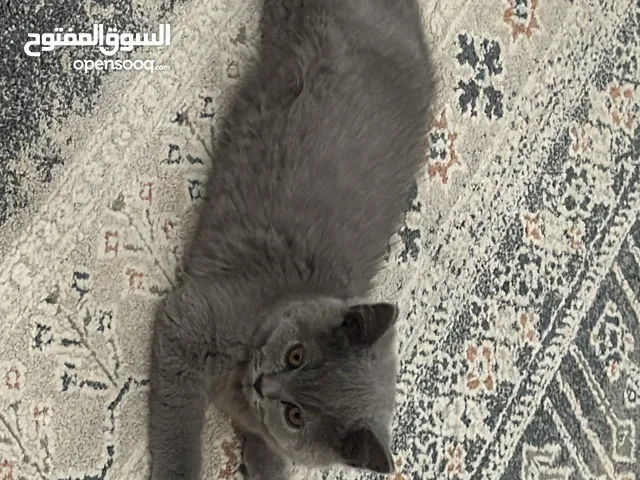 سكوتش فولد