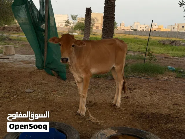 عجله محلية بيور