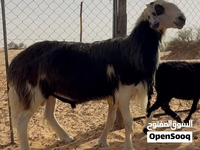 كبش له سنتين ونصف يصلح هديد و الحم سمين تارس فول طعم مافيه كلام ونعم