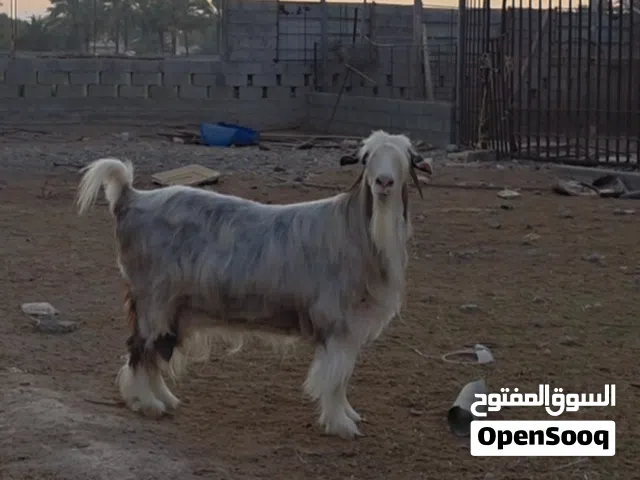محبين الصنف بسعر ارخص من سعر السوق شاه حلال الرحوب الفاخر