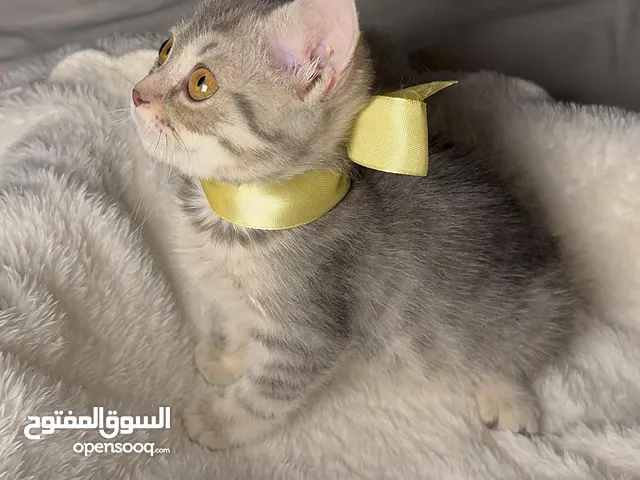 سكوتش ستريت للببع