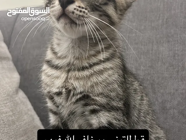 قطط للتبني ويخاف الله فيهم