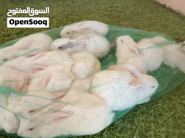 ارانب هولنديات