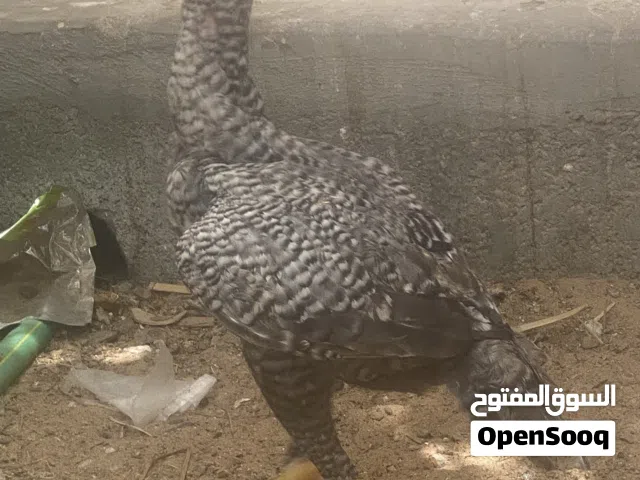 دجاج بكستاني نوع مقاتل في فيديو يظهر نوعه شرس من صغرها