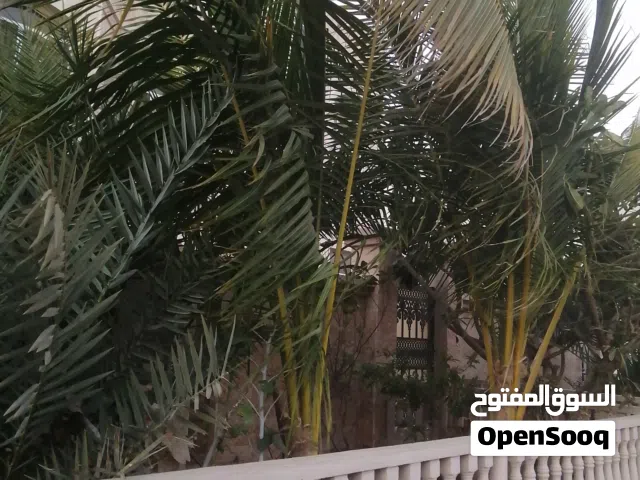 اشجار نارجيل للبيع