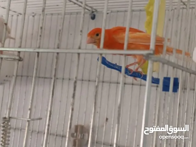 فحل كنار احمر ابو فراخ مع طيره عدد 2 حبه بندوقه حبه طويله وحبه عاديه مكمبره