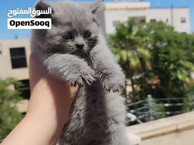 كيان صغيرة العمر شهرين  النوع سكوتش