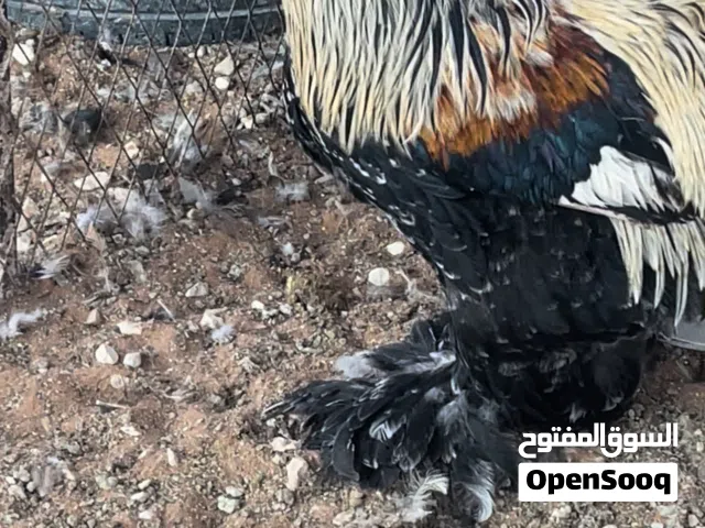 للبيع دجاج وديوك براهما