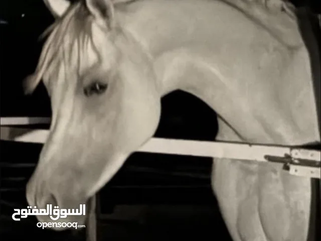 فحل مصري واهو فاخر