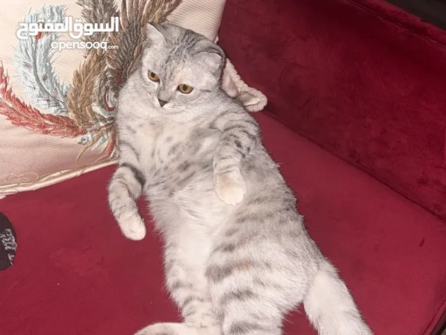 قطوه للتبني