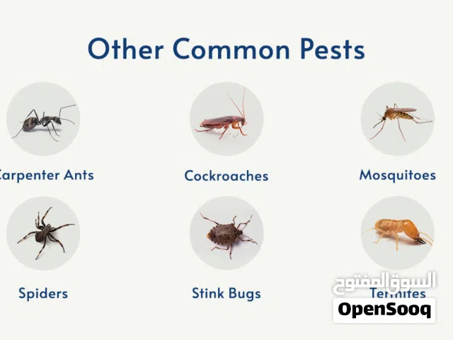 BMG حلول احترافية لمكافحة الحشرات وخدمات التنظيف