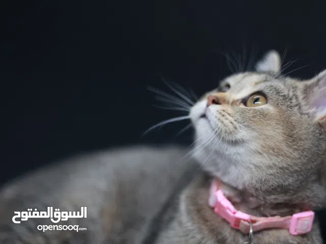 قطة أنثى سكوتش ستريت ny24، عمر 5 اشهر