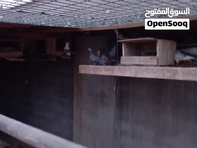 بيع حمام عربي للبيع جمله