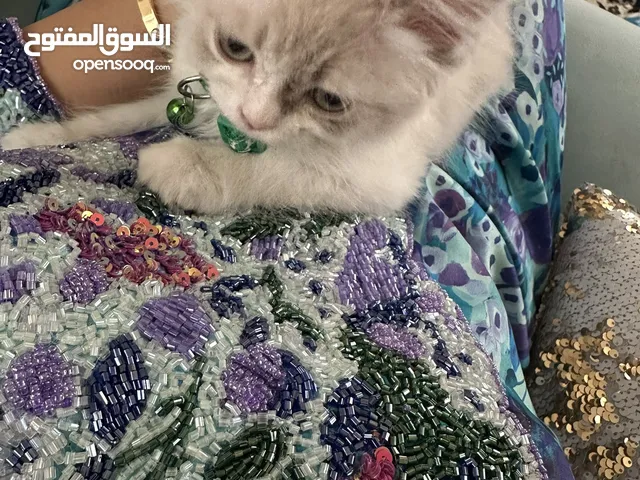 شيراز بريتش عمره 4 شهور المكان الشارجة
