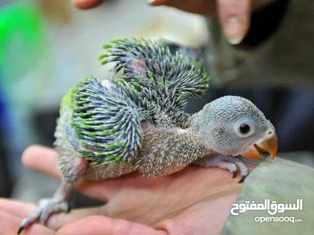بسم الله ما شاء الله فرخ دره هندي تأكيل يدوي ، النوع المتكلم ..