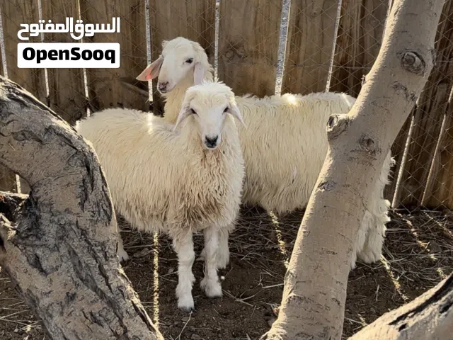كباشا ماشاءالله