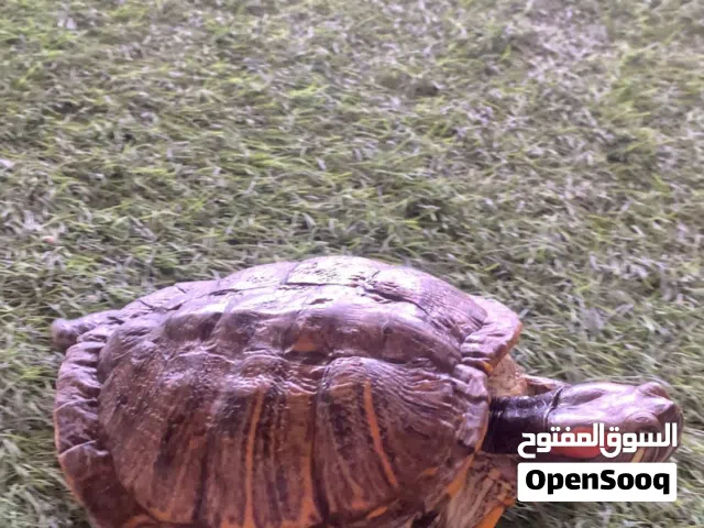 سلحفاه بر مائيه للبيع
