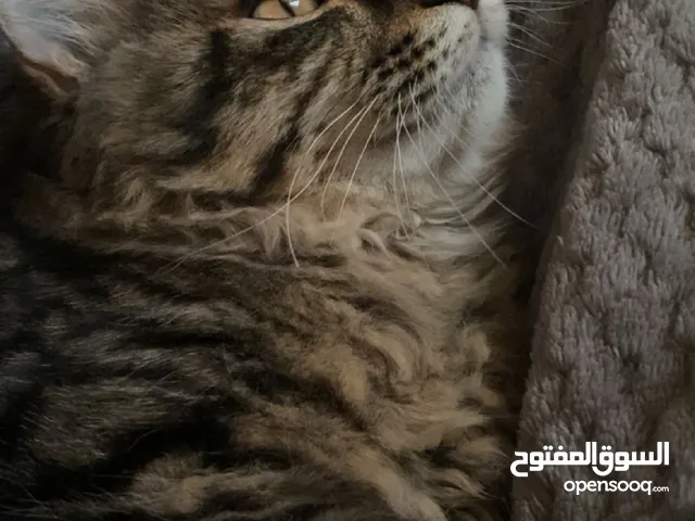 A missing cat in ( shamkha - Abu Dhabi ) قطه مفقوده
