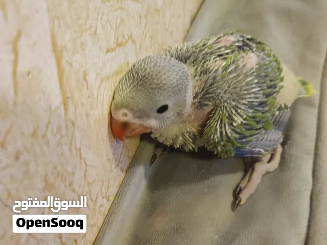 فرخ دره هنديه عمره شهر صحتها جداً ممتازه تاكل وكل شي