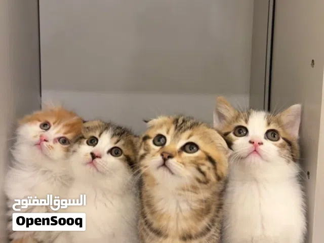 قطط سكوتش فولد للبيع عمر شهرين