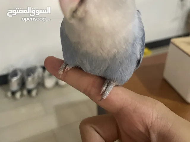طير الحب أليف