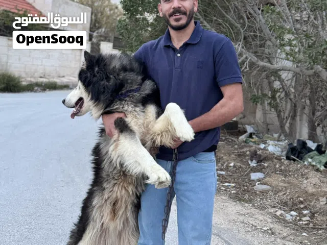 هاسكي مالموت للبيع او البدل على طيور