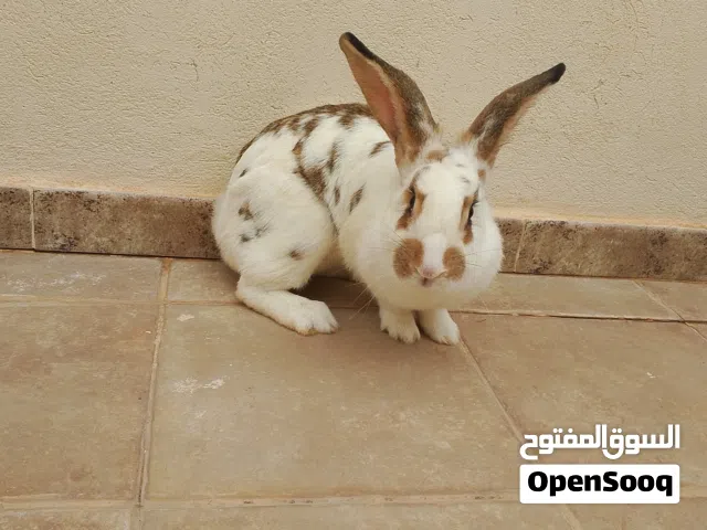 أرنب دكر الماني للبيع