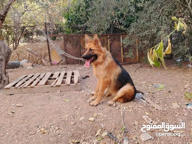 جيرمن شيبرد