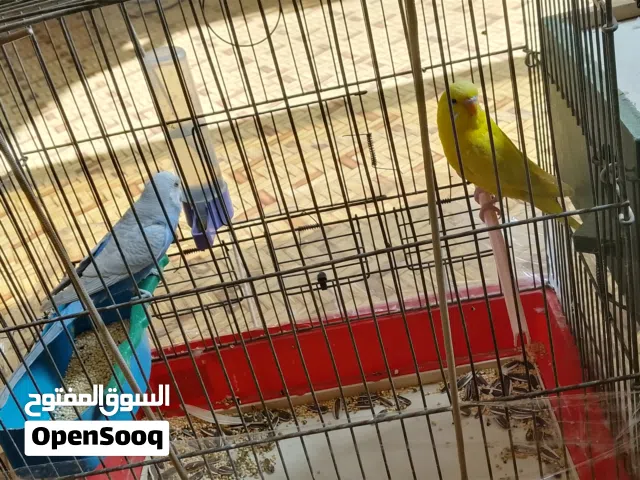 عصافير بادجي للبدل عفراخ كوكتيل