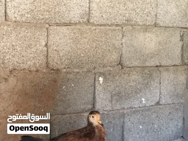 كتكوت شهرين