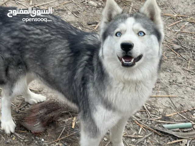سلام عليكم للبيع كلبه أنثى نوعيه هاسكي العيون زرق العمر سنتين