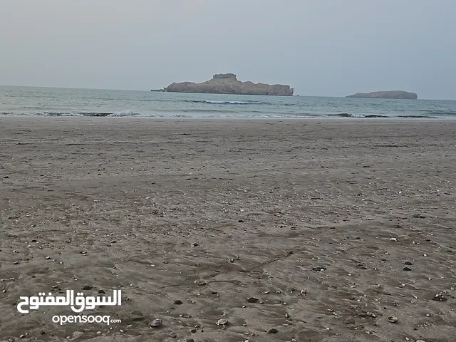 بيع أعلاف القت (البرسيم) بكميات كبيرة