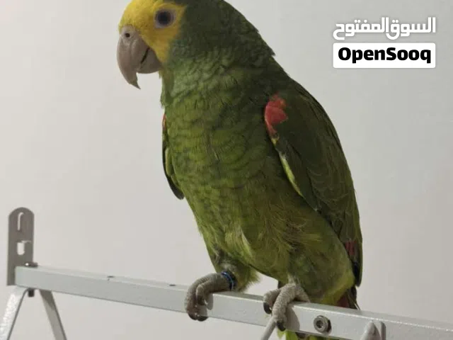 مطلوب ونشتري الطيور الناطقه